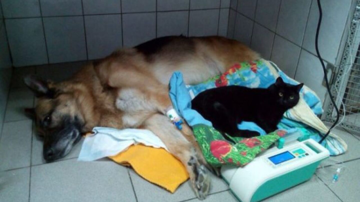 Luc cuida de uno de los pacientes de la cl&iacute;nica veterinaria