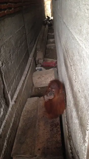 Mingky a la espera de ser rescatado Mingky a la espera de ser rescatado