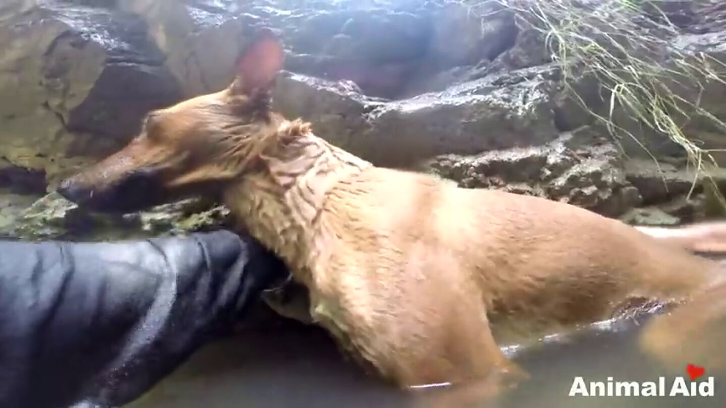 Frame 80.539681 de: Logran rescatar con vida a un perro que llevaba horas atrapado en un pozo