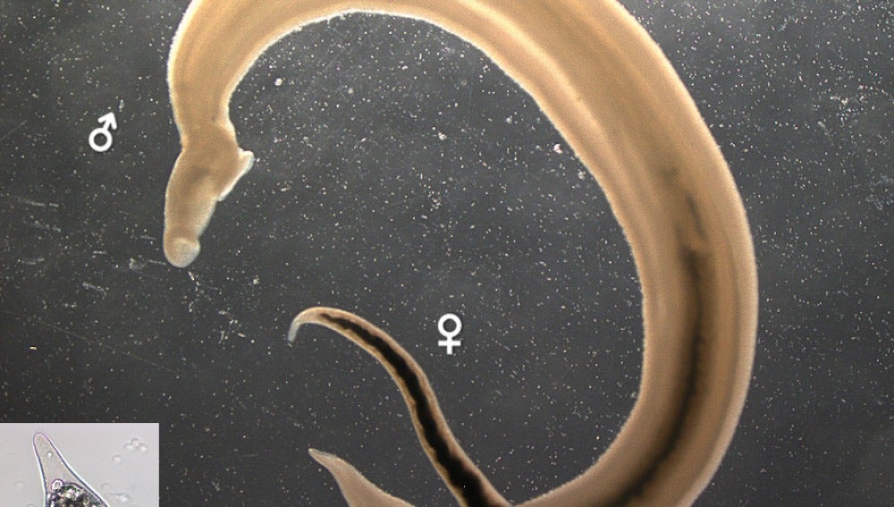 esquistosomiasis zonas endemicas