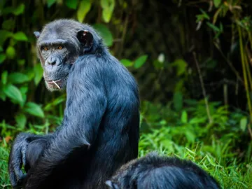 Chimpancé en la selva Chimpancé en la selva