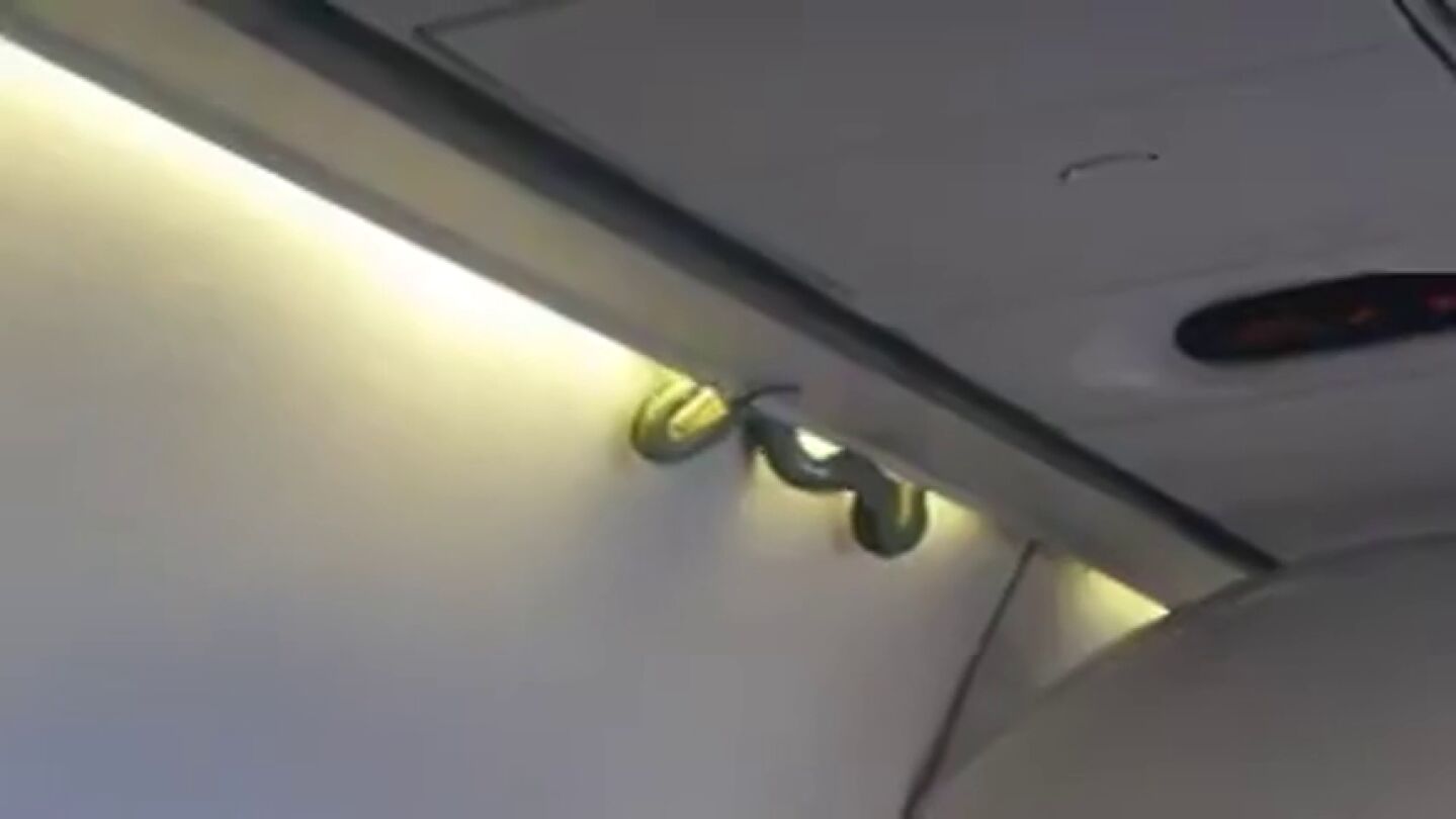 Frame 6.228801 de: Una v&iacute;bora aterroriza a los pasajeros de un avi&oacute;n en pleno vuelo recordando a 'Serpientes en el Avi&oacute;n' de Elsa Pataky
