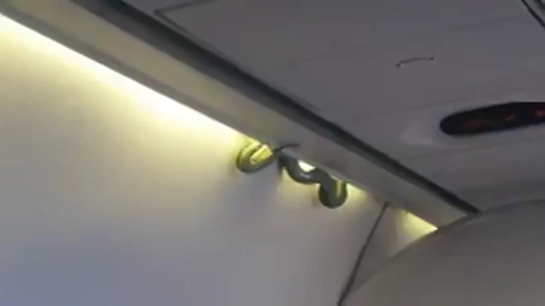 Frame 6.228801 de: Una víbora aterroriza a los pasajeros de un avión en pleno vuelo recordando a 'Serpientes en el Avión' de Elsa Pataky