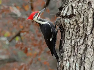 Durante años la inteligencia de las aves ha sido subestimada Durante años la inteligencia de las aves ha sido subestimada
