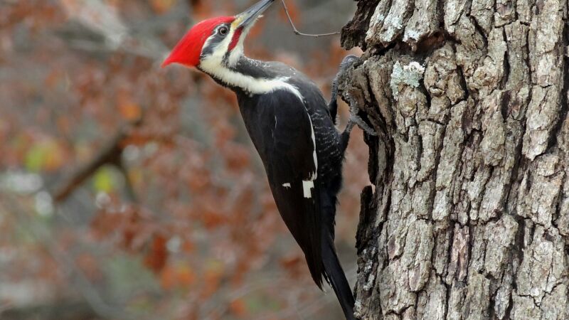 Los pájaros son más listos de lo que creíamos: “Son como simios con alas”
