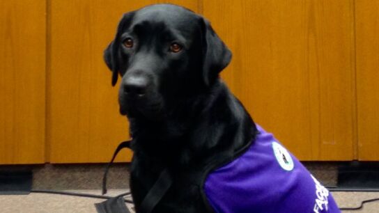 Merel, la labradora que ayuda a los menores