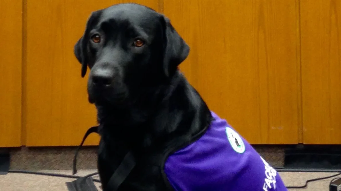 Merel, la labradora que ayuda a los menores