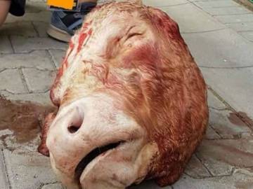 La cabeza de toro lanzada por los aficionados del Dresden La cabeza de toro lanzada por los aficionados del Dresden