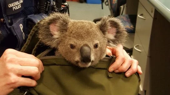El koala ha sido bautizado como Alfredo El koala ha sido bautizado como Alfredo