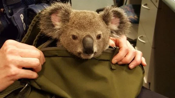 El koala ha sido bautizado como Alfredo