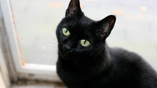 Un gato negro Un gato negro