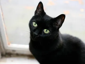 Un gato negro Un gato negro