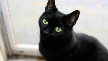 Un gato negro