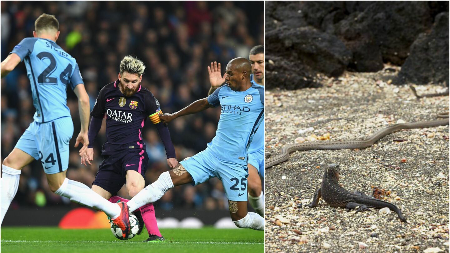 Curiosa comparaci&oacute;n de una iguana con Leo Messi