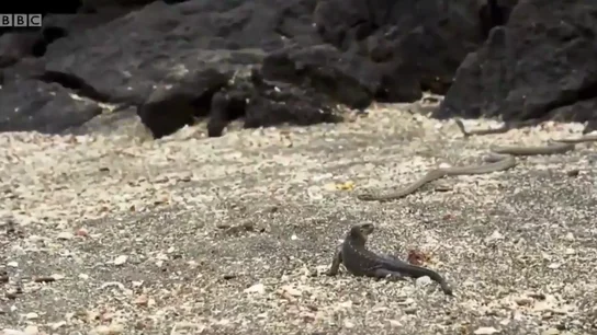 El lagarto intenta salir con vida de un nido de serpientes El lagarto intenta salir con vida de un nido de serpientes