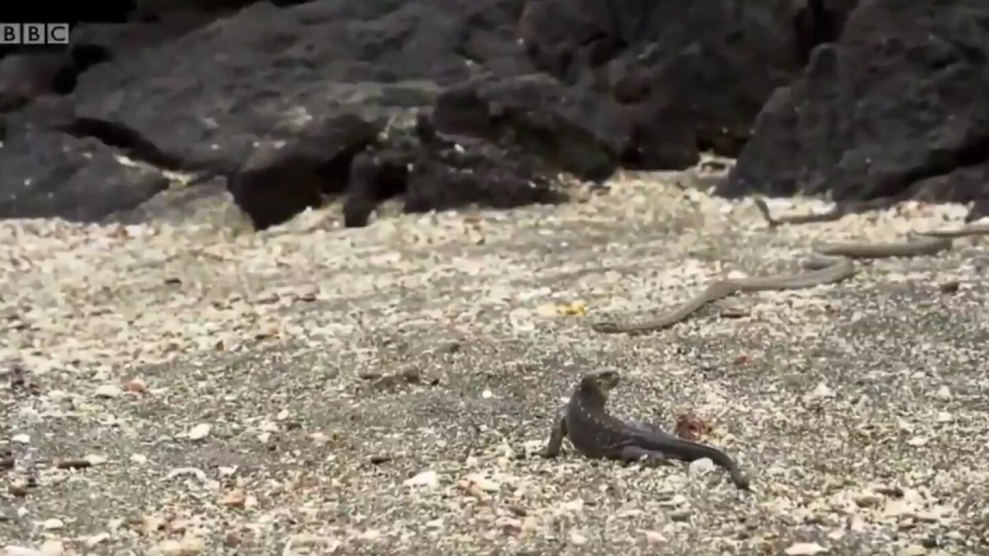 El lagarto intenta salir con vida de un nido de serpientes