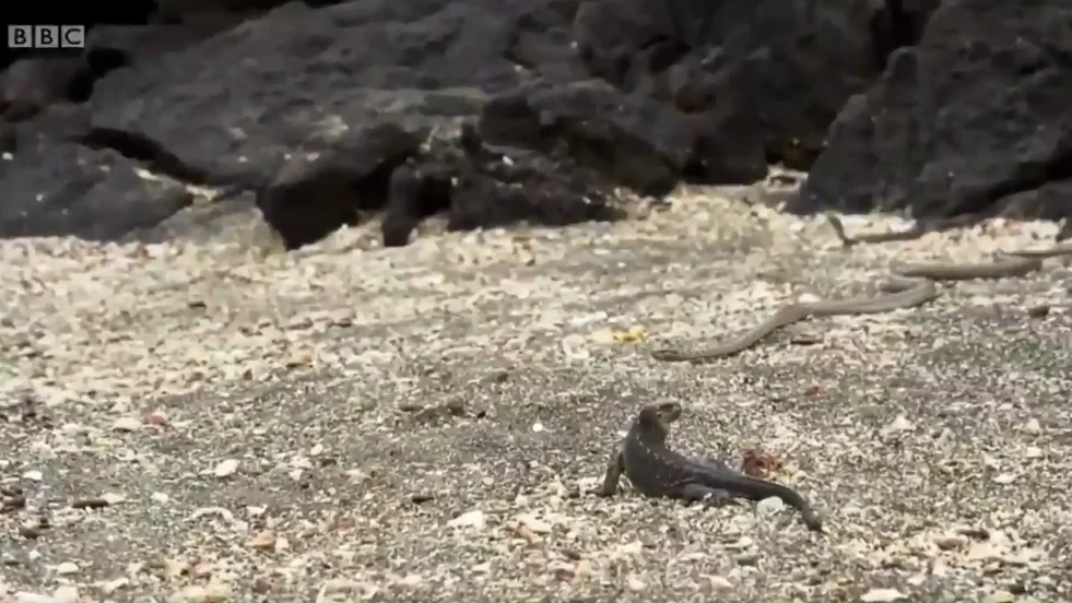 El lagarto intenta salir con vida de un nido de serpientes