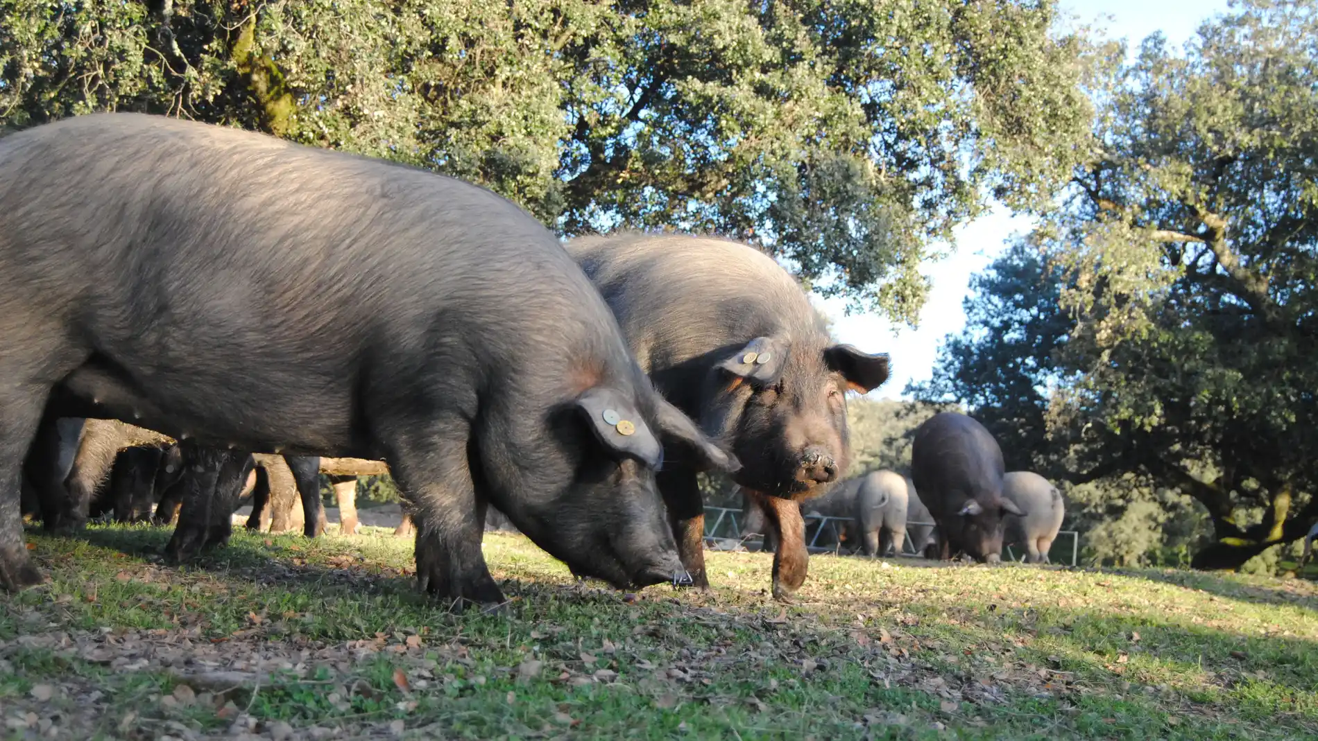 En España se castran a todos los cerdos 