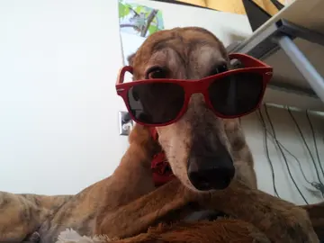 Animales políglotas Animales políglotas