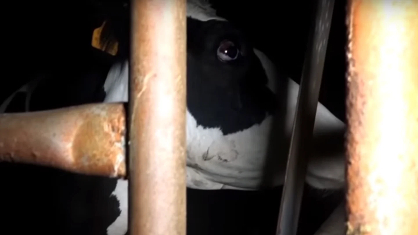 Una de las vacas encerradas en el matadero de Limoges Una de las vacas encerradas en el matadero de Limoges