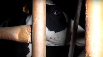 Una de las vacas encerradas en el matadero de Limoges