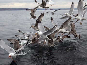 Aves marinas Aves marinas