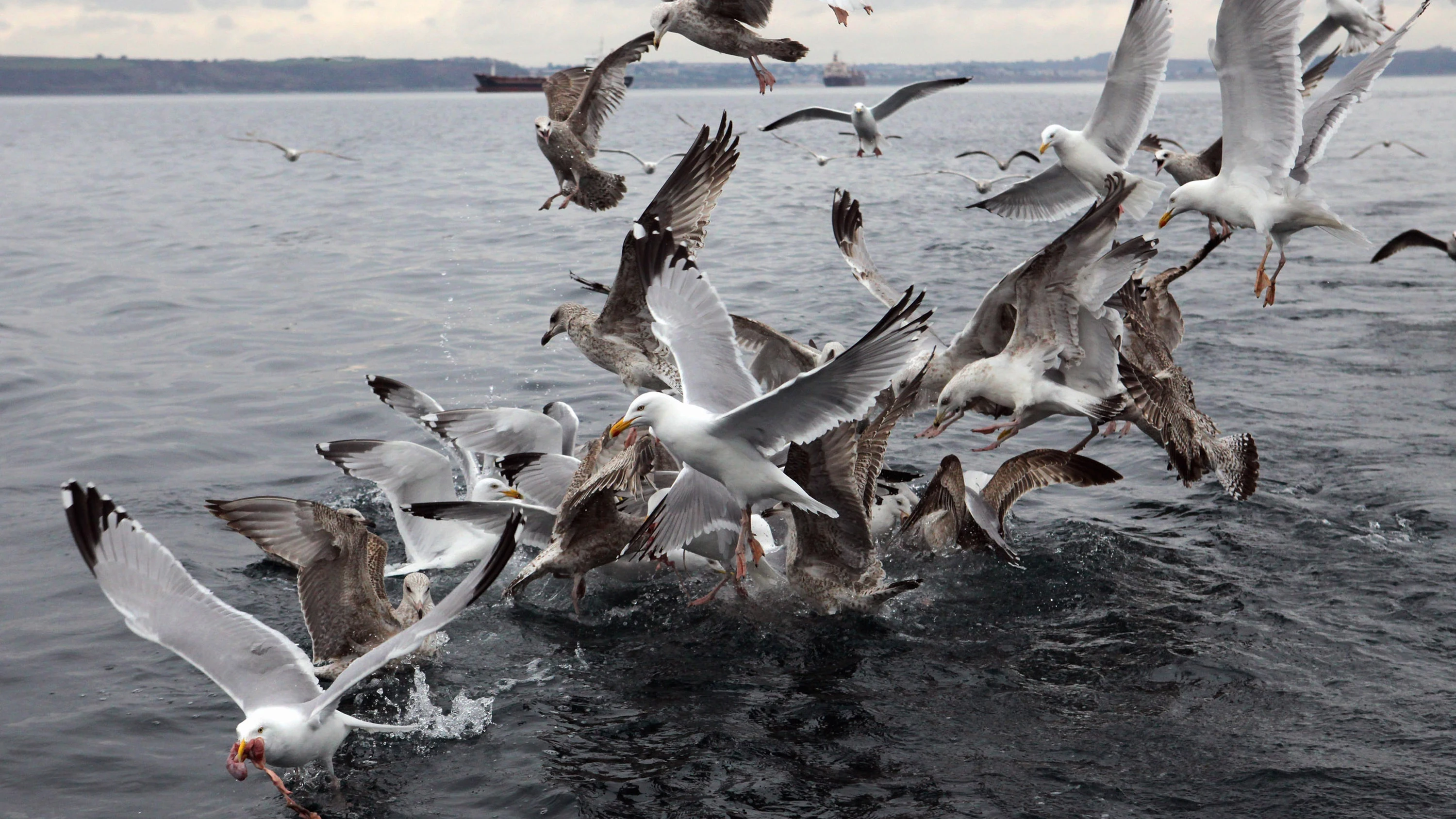 Aves marinas Aves marinas