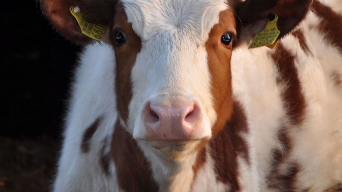 Una vaca 