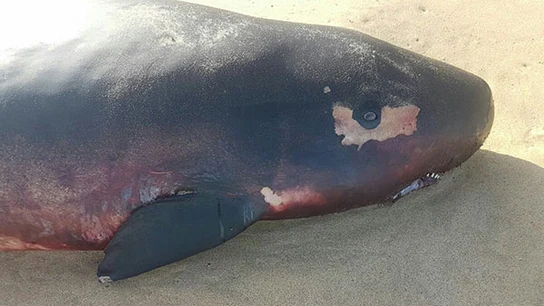 Cachalote muerto Cachalote muerto