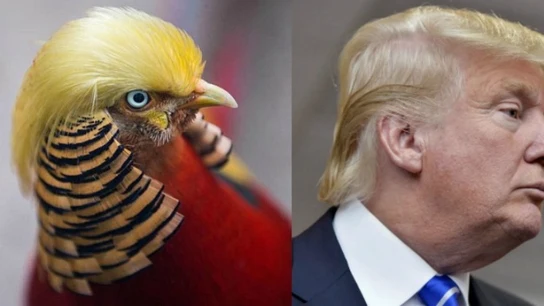Imagen comparando al faisán con Donald Trump Imagen comparando al faisán con Donald Trump
