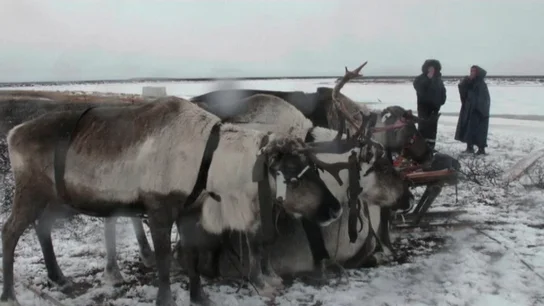 Renos de Yamal, Rusia Renos de Yamal, Rusia