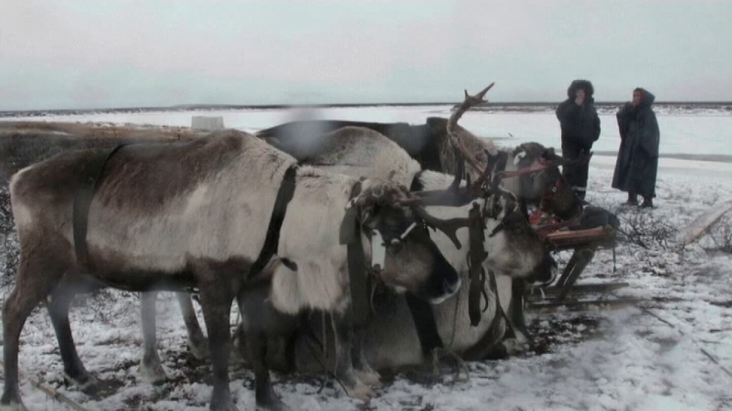 Renos de Yamal, Rusia