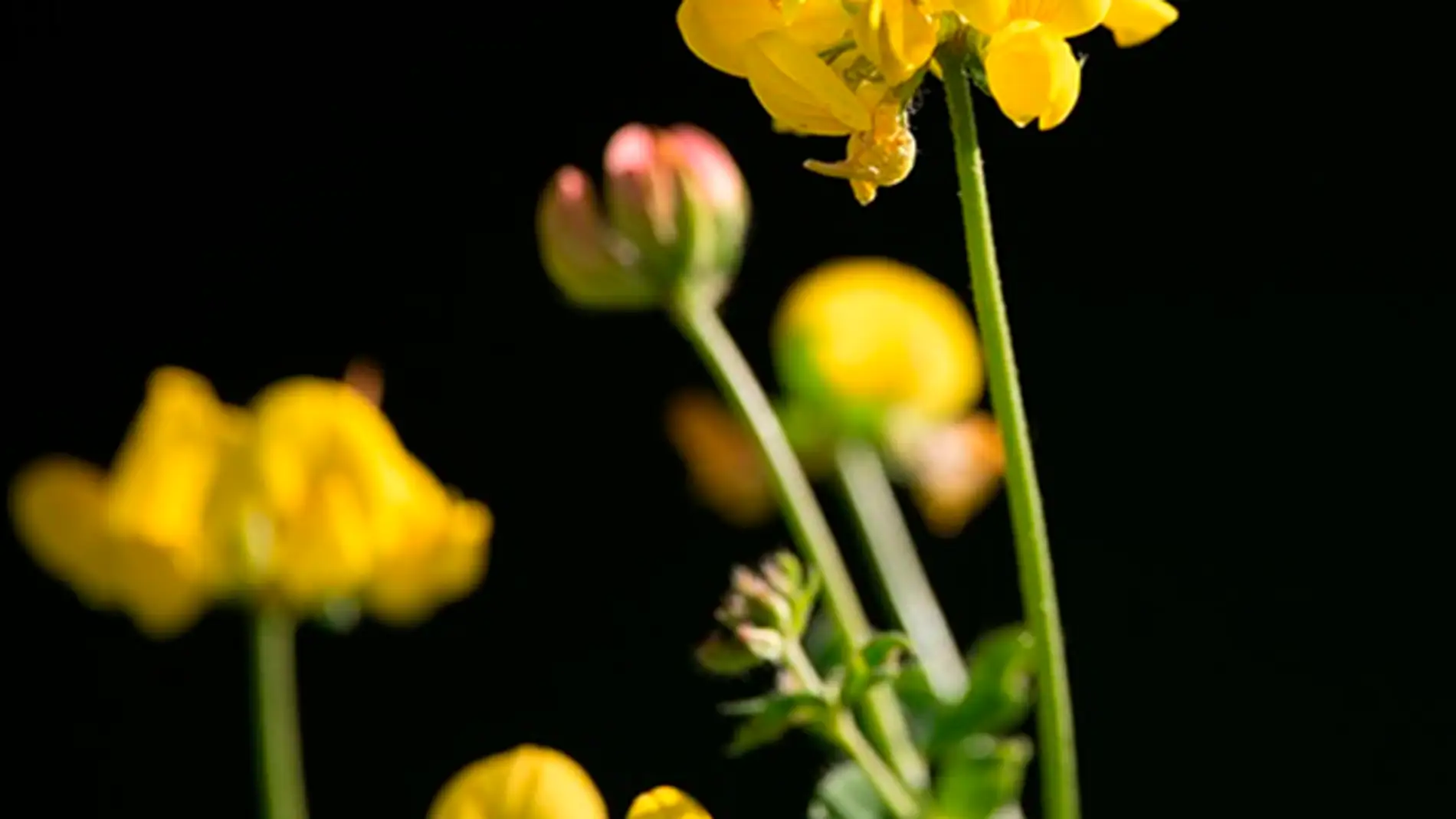 Lotus corniculatus