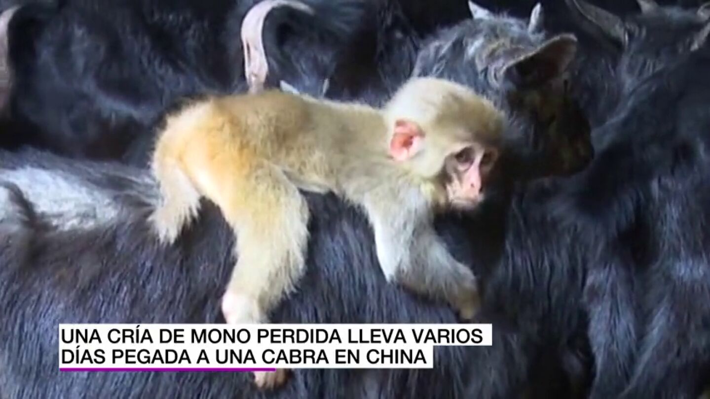 Frame 3.417086 de: Una cr&iacute;a de mono se une a un reba&ntilde;o de cabras creyendo que una de ellas es su madre