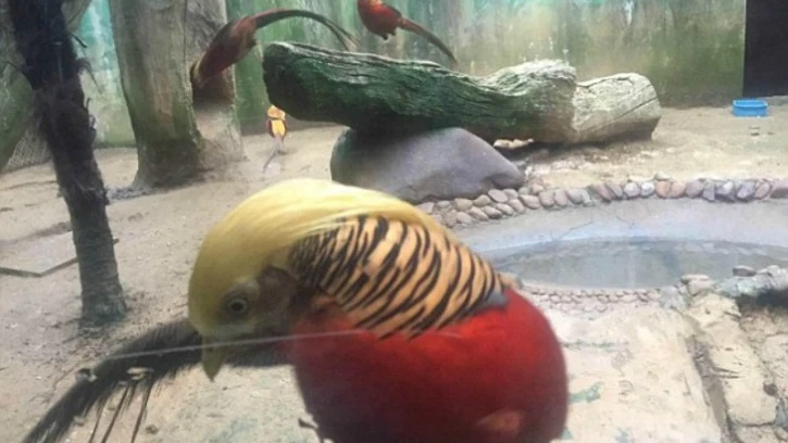 Imágenes del pájaro 'Little red' 
