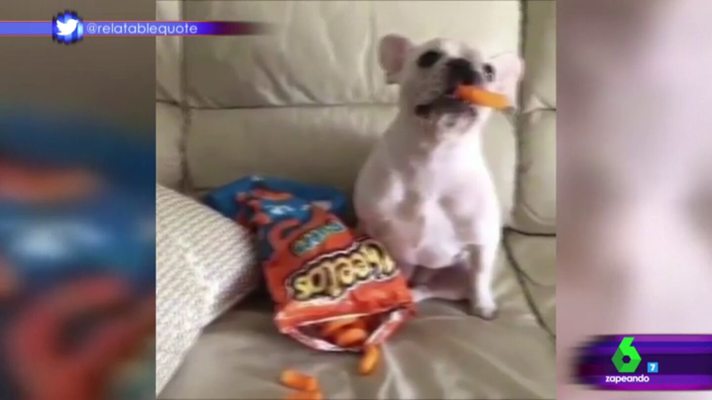 Frame 31.34851 de: perros Mannequin Challenge