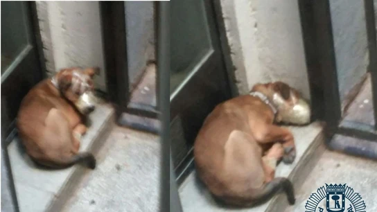 Uno de los perros rescatados estaba amordazado en la terraza Uno de los perros rescatados estaba amordazado en la terraza