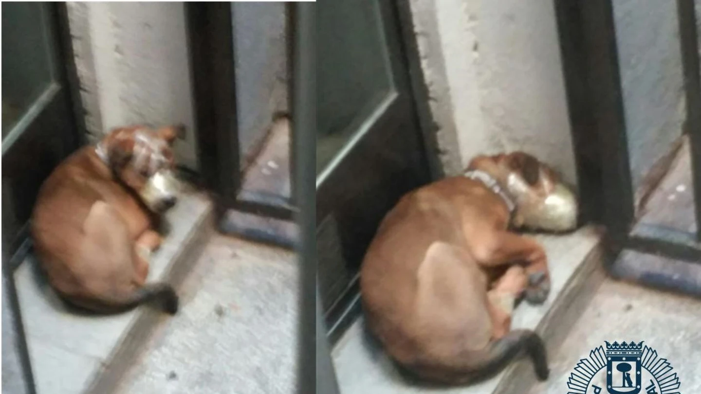 Uno de los perros rescatados estaba amordazado en la terraza Uno de los perros rescatados estaba amordazado en la terraza