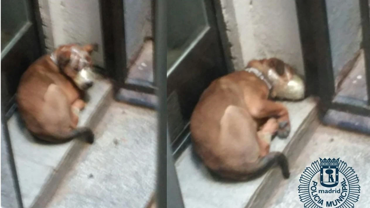 Uno de los perros rescatados estaba amordazado en la terraza