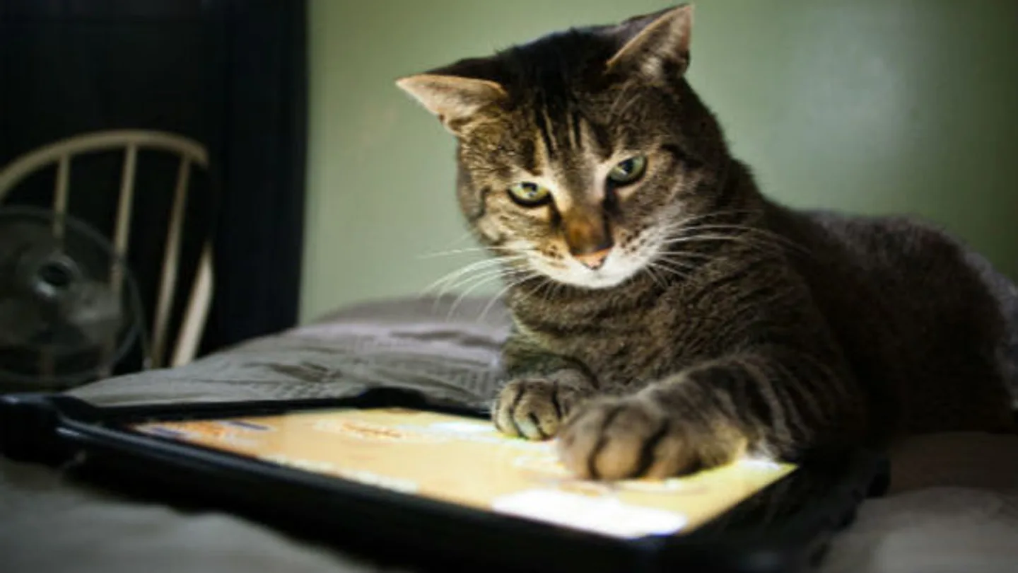 Gato con iPad Gato con iPad