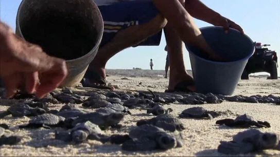 Momento en el que las tortugas marinas son liberadas Momento en el que las tortugas marinas son liberadas