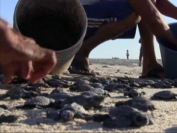 Momento en el que las tortugas marinas son liberadas Momento en el que las tortugas marinas son liberadas
