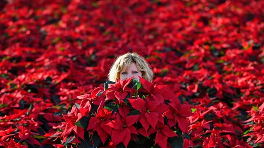 La flor de Pascua anuncia la llegada de la Navidad (18-11-2016) Centro de jardinería donde sólo se cultiva la Poinsettia o flor de Pascua