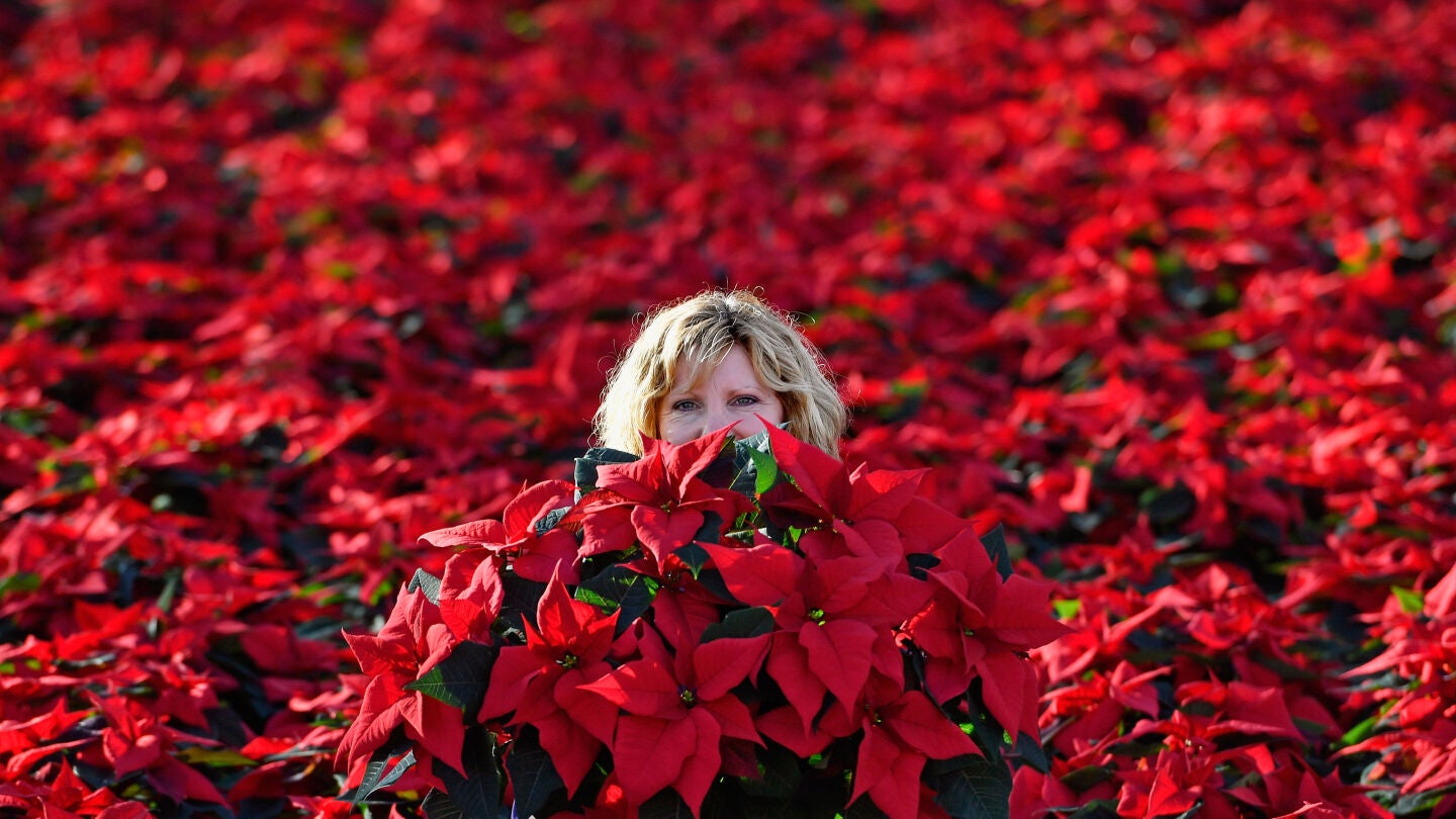 Centro de jardiner&iacute;a donde s&oacute;lo se cultiva la Poinsettia o flor de Pascua