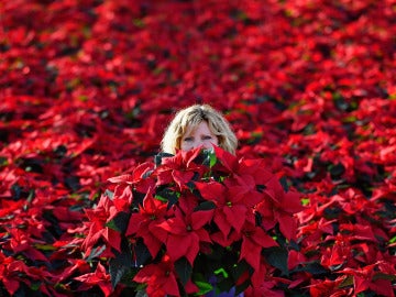 La flor de Pascua anuncia la llegada de la Navidad (18-11-2016) La flor de Pascua anuncia la llegada de la Navidad (18-11-2016)
