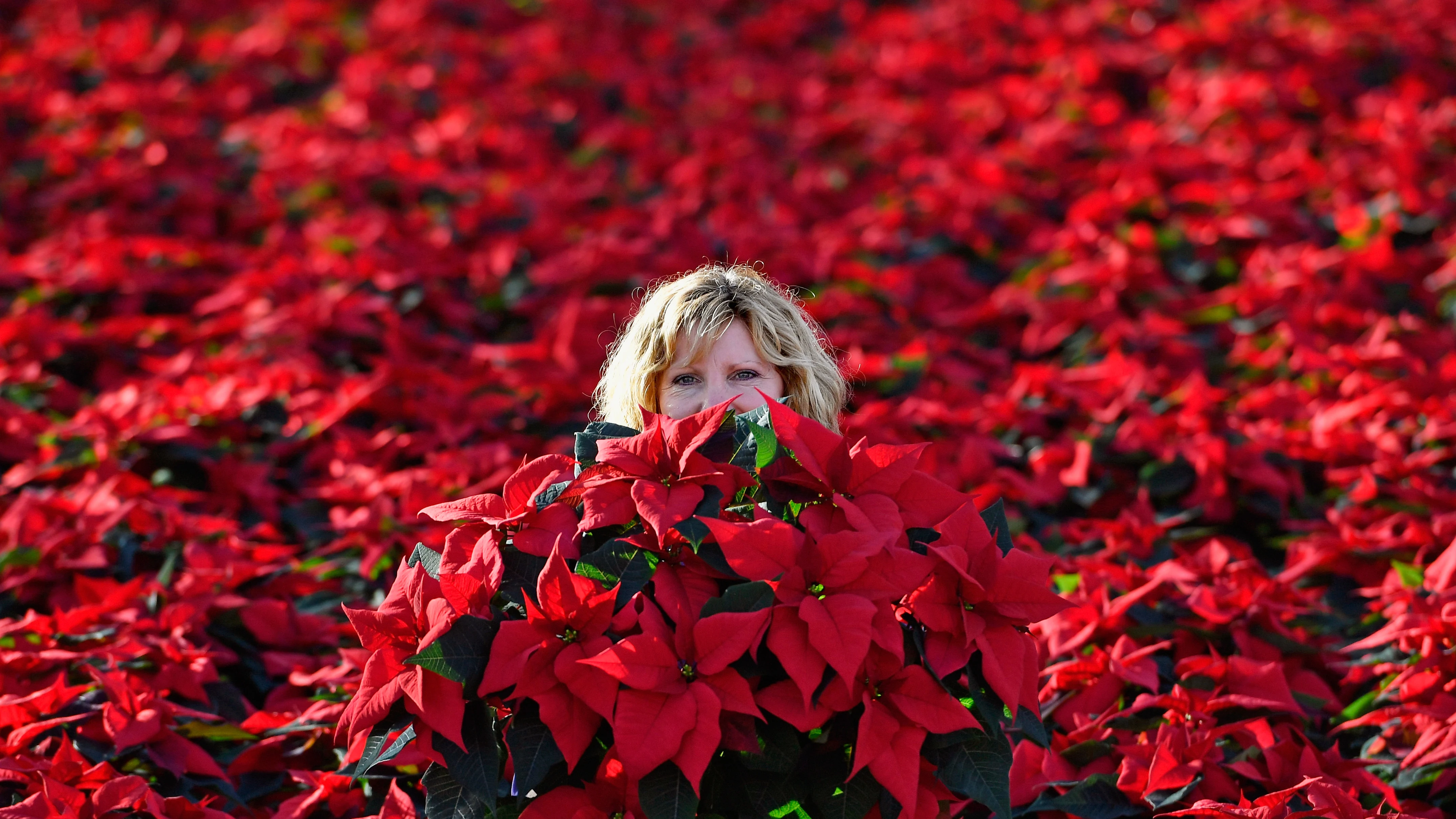 Centro de jardinería donde sólo se cultiva la Poinsettia o flor de Pascua