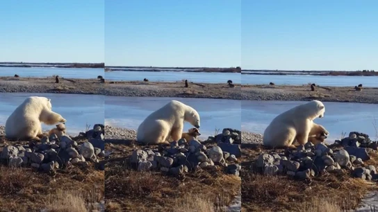 Un perro y un oso polar se hacen amigos Un perro y un oso polar se hacen amigos