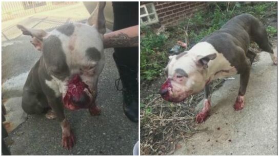 Perro maltratado antes de ser rescatado