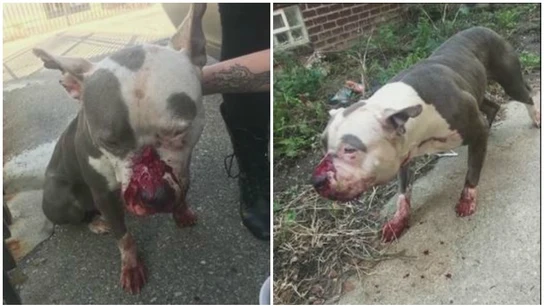 Perro maltratado antes de ser rescatado Perro maltratado antes de ser rescatado