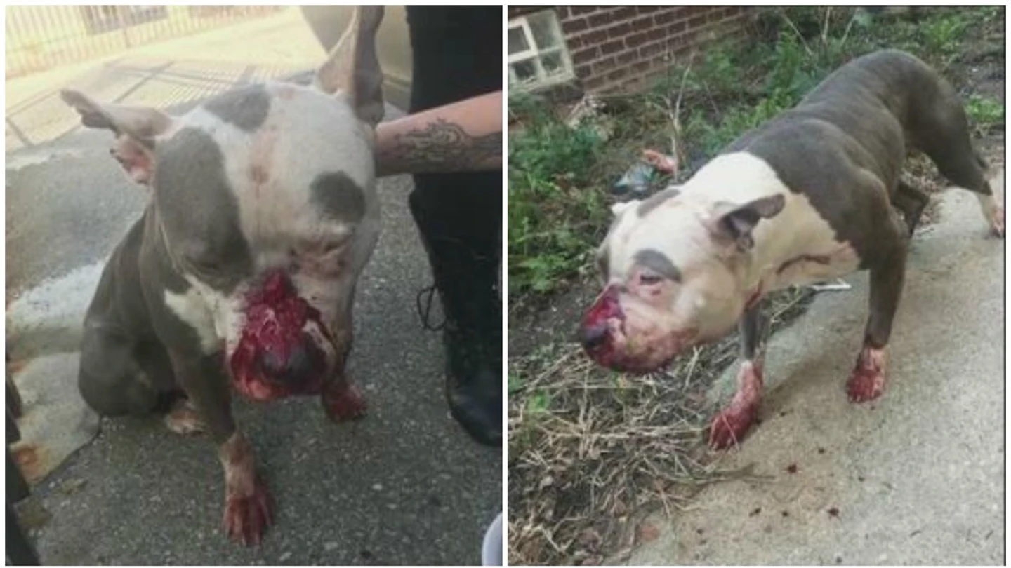 Perro maltratado antes de ser rescatado Perro maltratado antes de ser rescatado